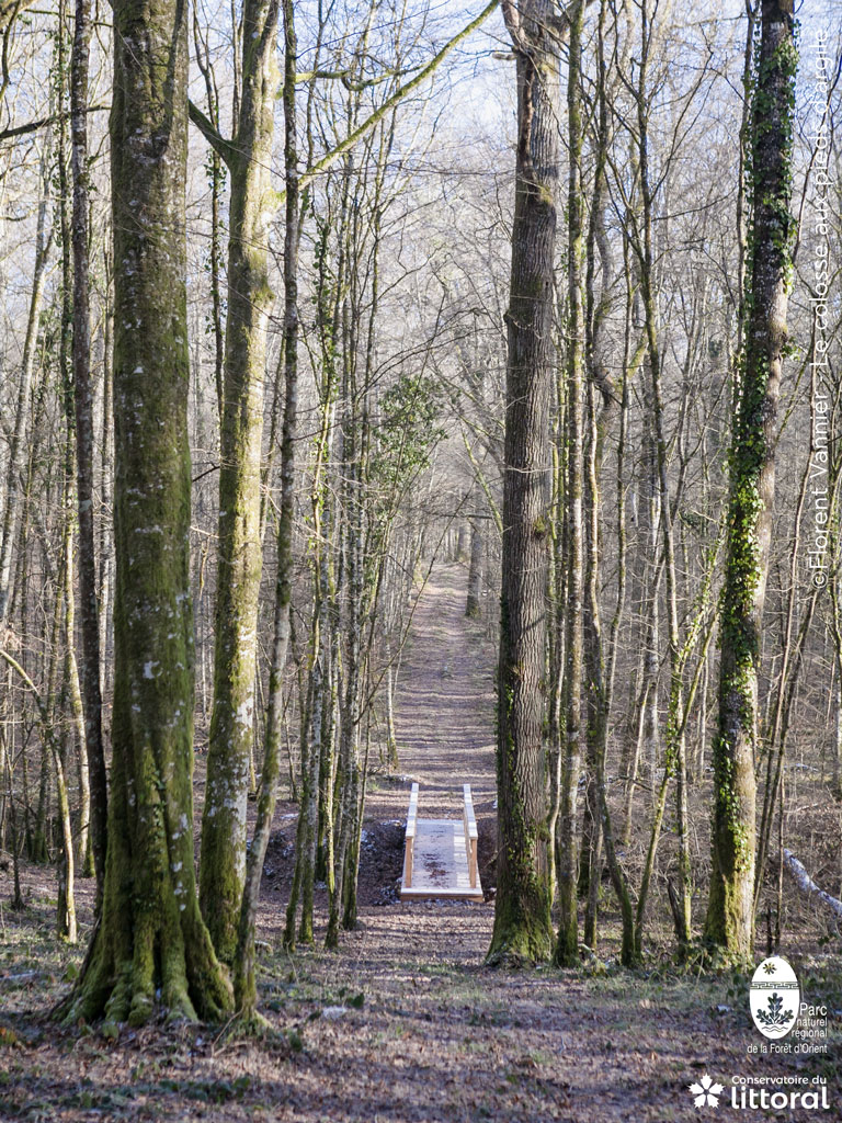 Dnas la for&ecirc;t, une passerelle en bois traverse un ru.